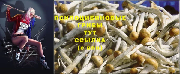 спиды Магас