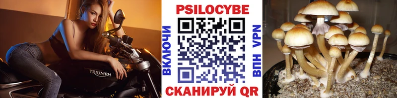 магазин продажи наркотиков Облучье KRAKEN Псилоцибиновые грибы Magic Shrooms